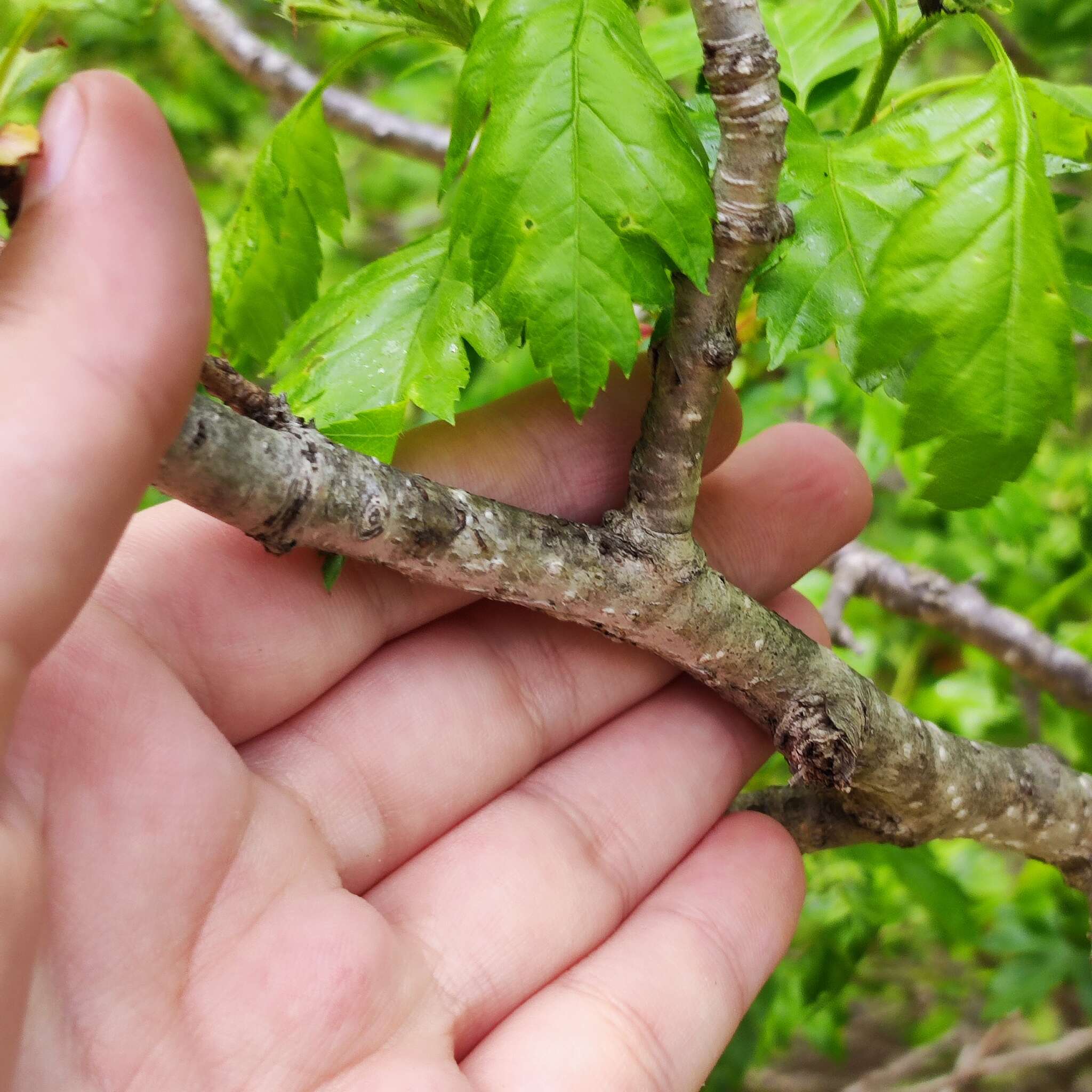 Image of Chinese Hawthorn