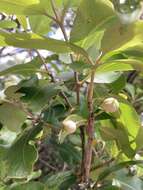 Image de Pittosporum huttonianum T. Kirk