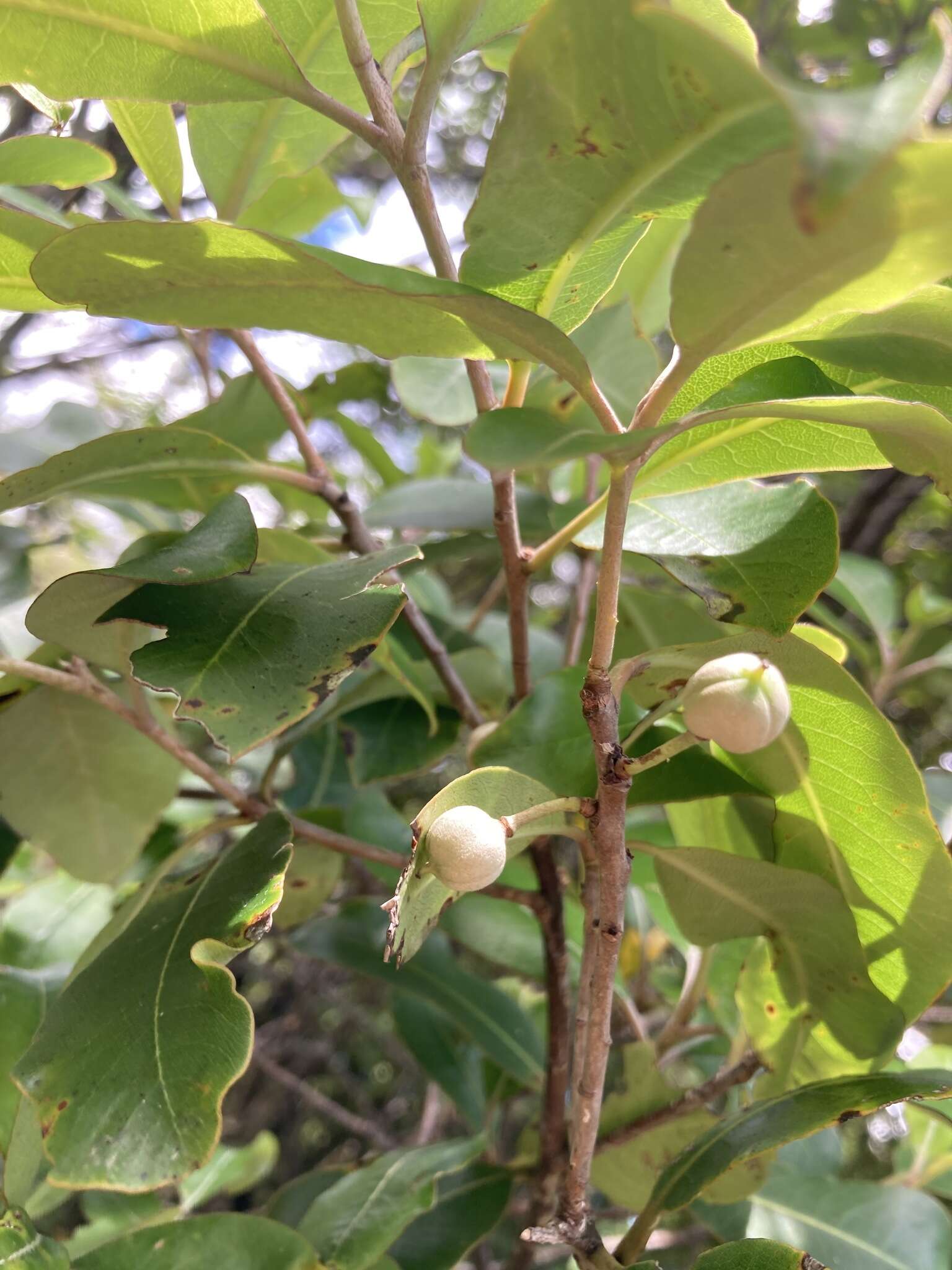 Image de Pittosporum huttonianum T. Kirk