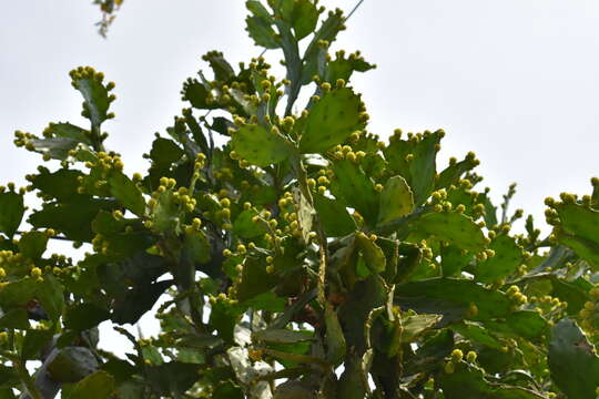 Image of Brazilian pricklypear