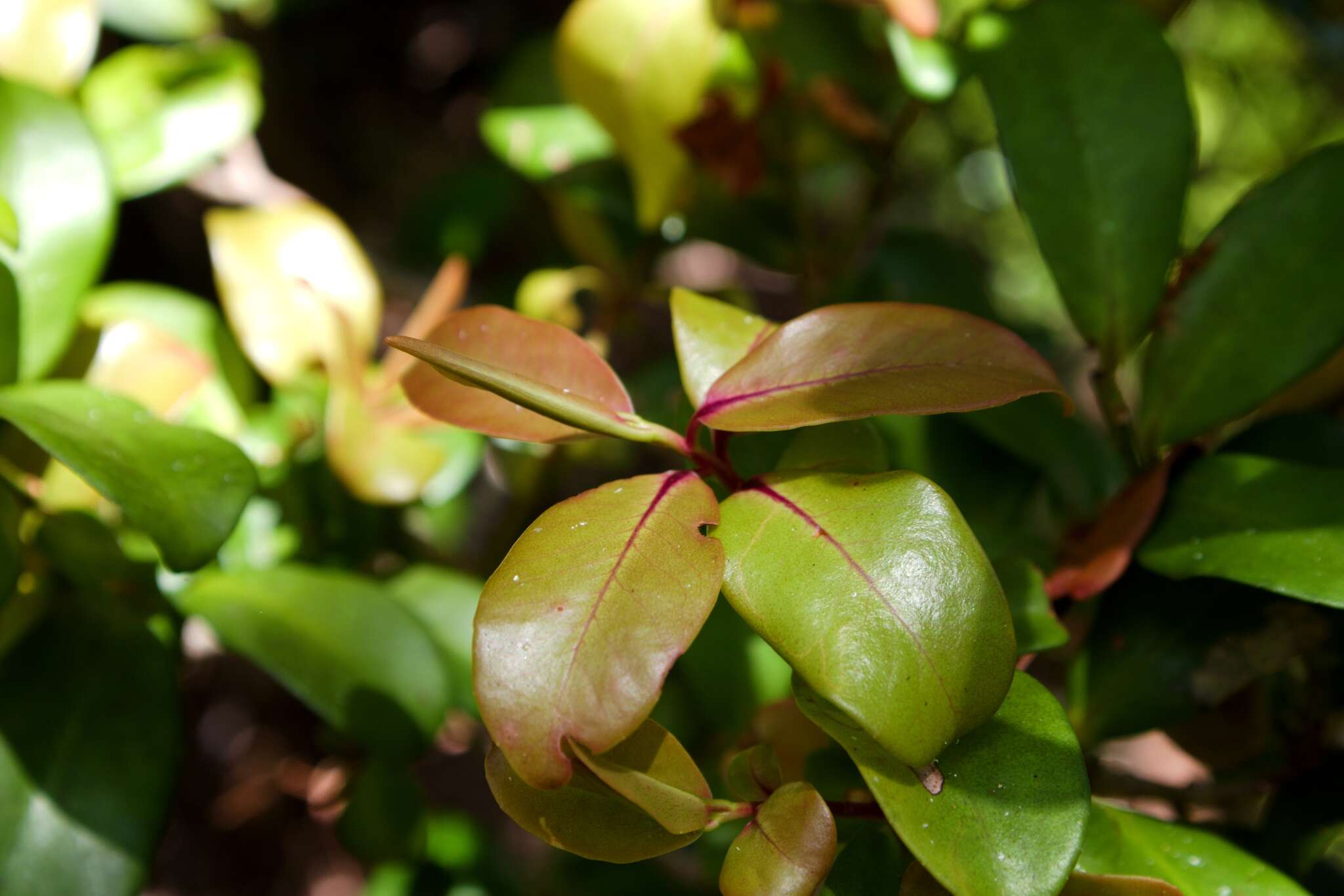 Image of Kauai Colicwood