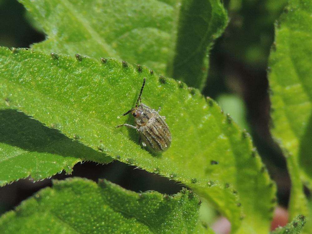 Image of Ophraella communa Le Sage 1986