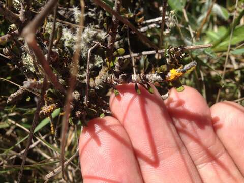 Image of Melicytus alpinus (Kirk) P. J. Garnock-Jones