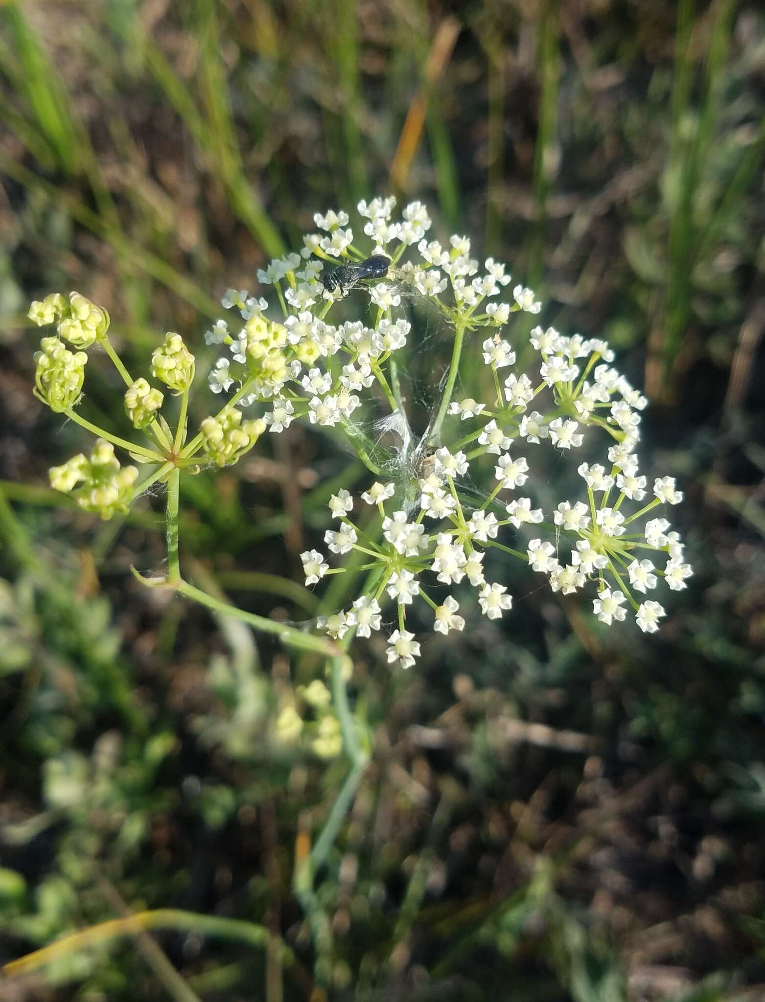 Image of cowbane