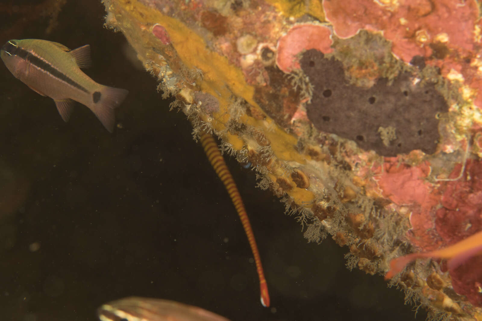 Image of Yellow banded pipefish