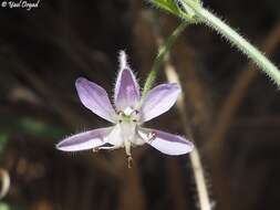 Image of Delphinium roylei Munz