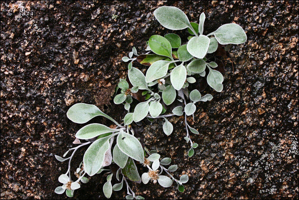 Image of Euchiton umbricola (Willis) A. A. Anderberg