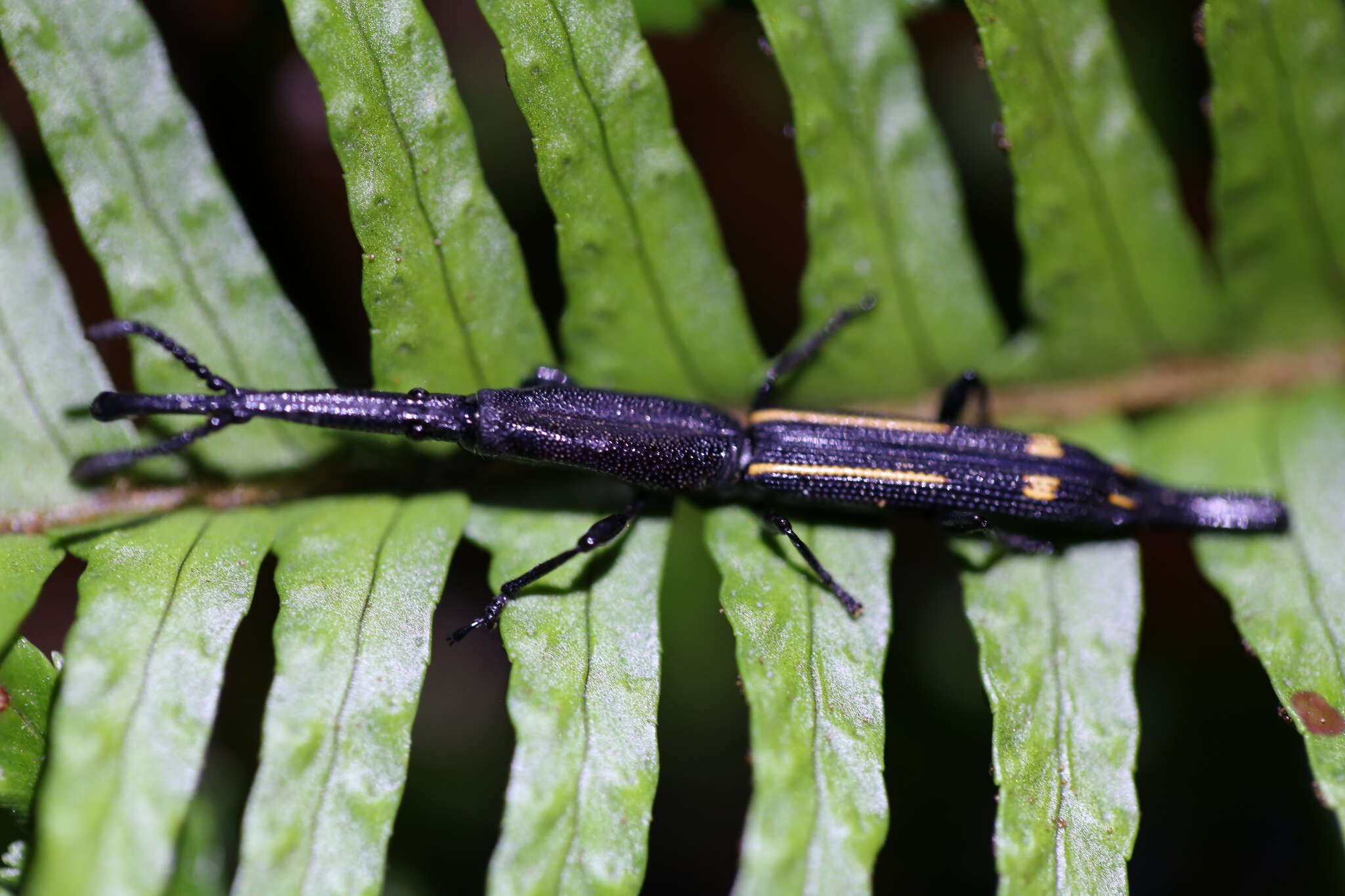 Uropteroides douei (Montrouzier 1861) resmi