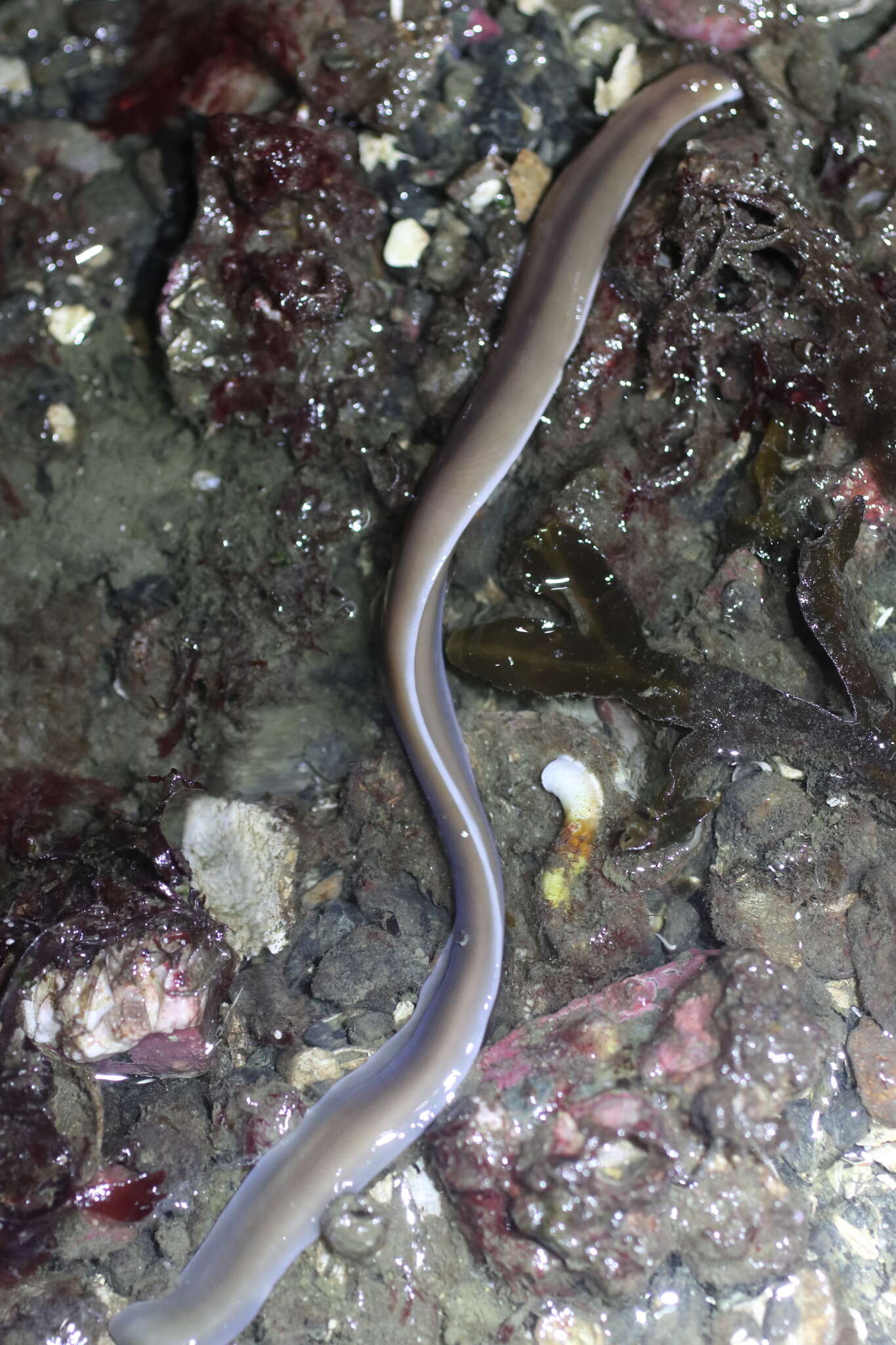 Image of black ribbon worm