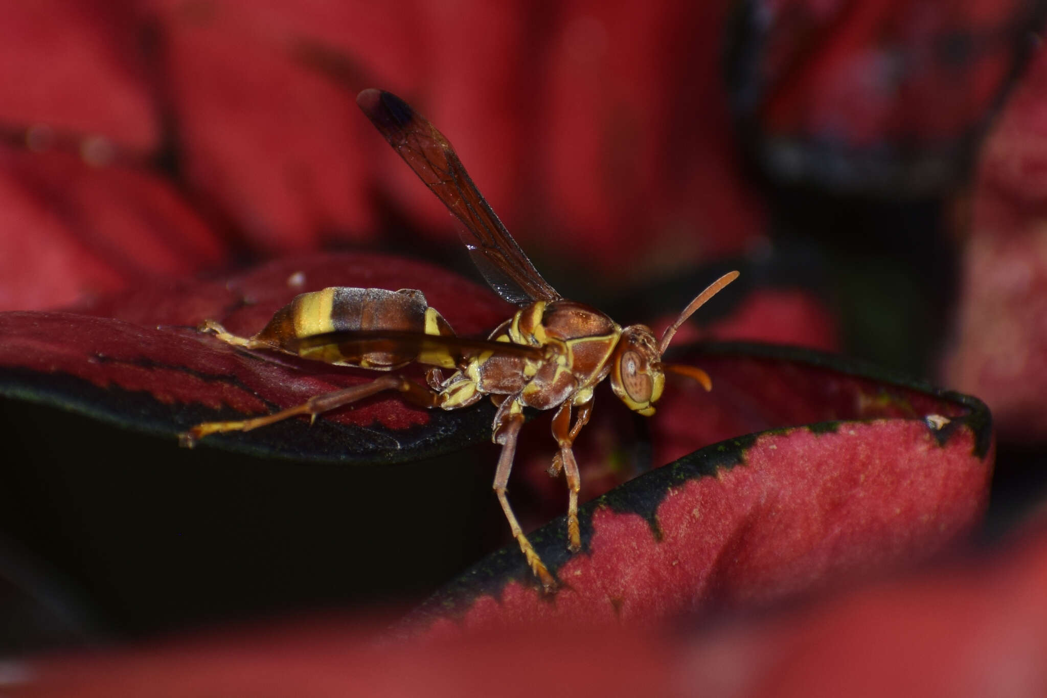 Image of Polistes stigma tamula (Fabricius 1798)