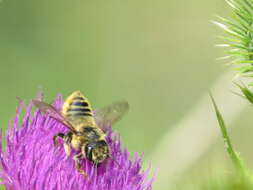 Image of Broad-handed Leaf-cutter Bee