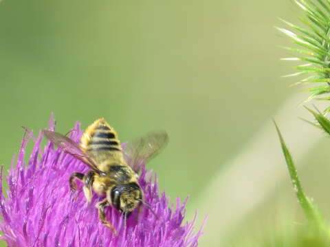 Image of Broad-handed Leaf-cutter Bee