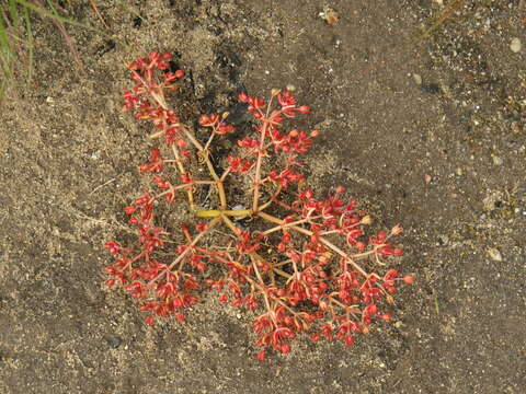 <i>Crassula <i>decumbens</i></i> var. decumbens resmi