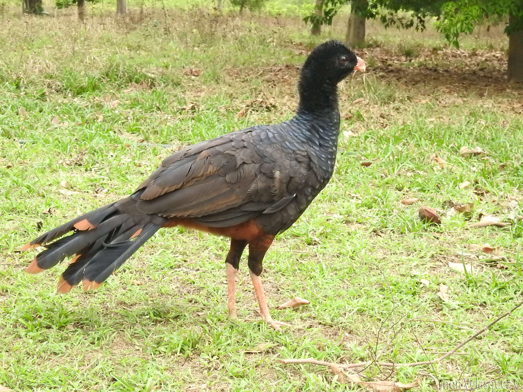 Image of Crestless Curassow