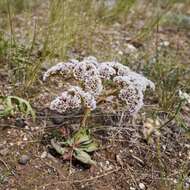 Image of Goniolimon speciosum (L.) Boiss.