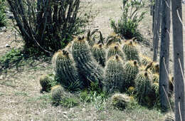 Imagem de Echinopsis schickendantzii F. A. C. Weber