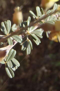 Sivun Wiborgia obcordata (P. J. Bergius) Thunb. kuva