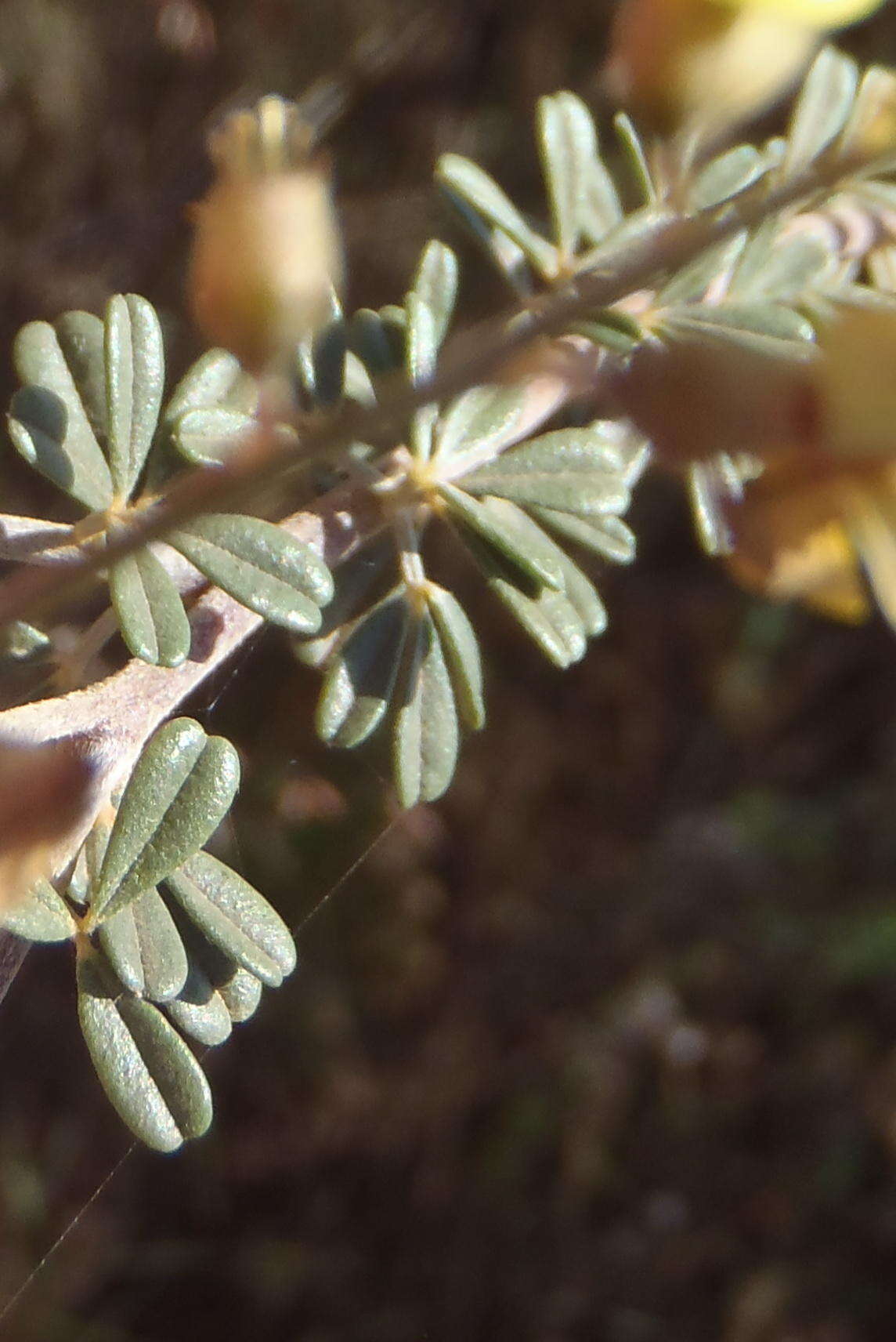 Sivun Wiborgia obcordata (P. J. Bergius) Thunb. kuva