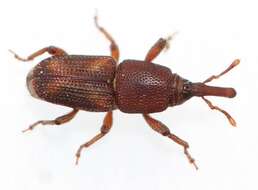 Image of rice weevil