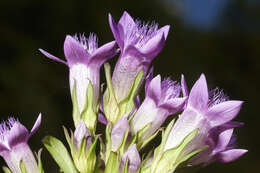 Image of chiltern gentian