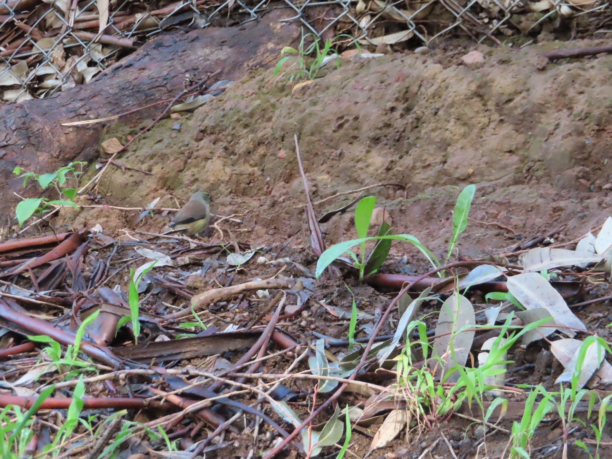 Image of Cape Siskin