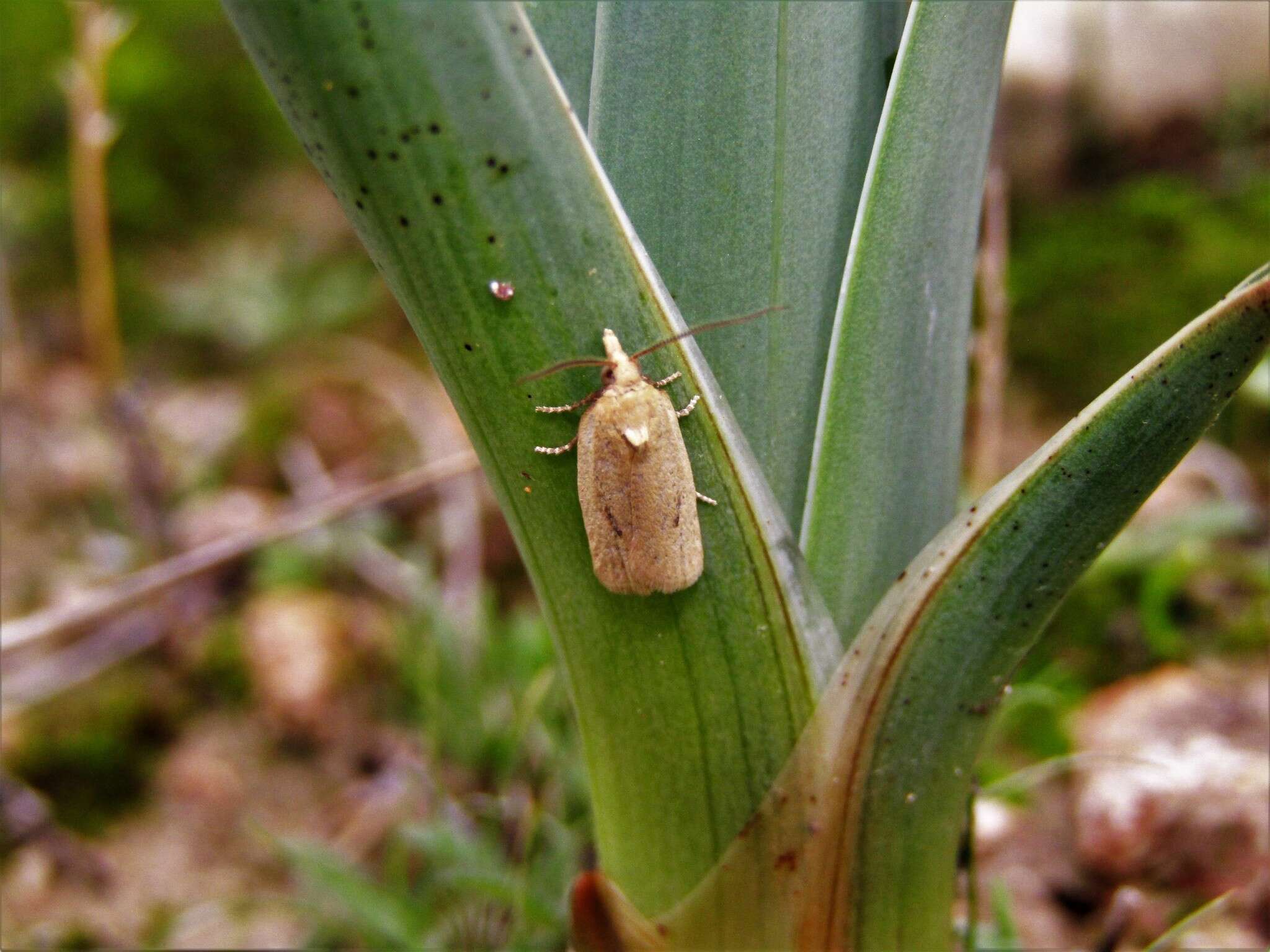 Image of Avaria hyerana Milliére 1857