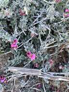 Image of Indigofera meyeriana Eckl. & Zeyh.