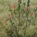 Image of Aloe braamvanwykii Gideon F. Sm. & Figueiredo