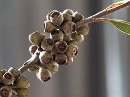 Image of Eucalyptus radiata subsp. radiata