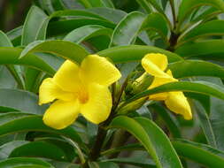 Image of Allamanda weberbaueri Markgr.