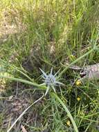 Image of Eryngium pinnatifidum Bunge