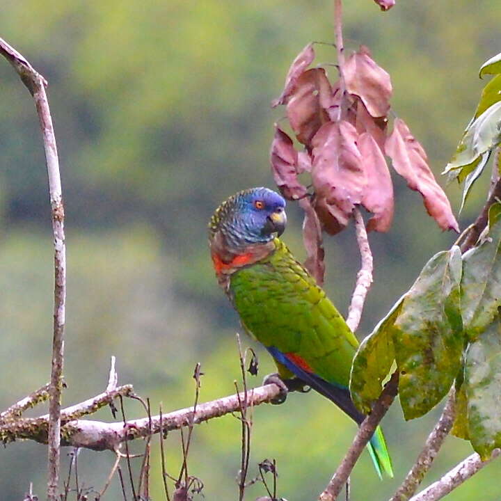 Image of Saint Lucia Amazon