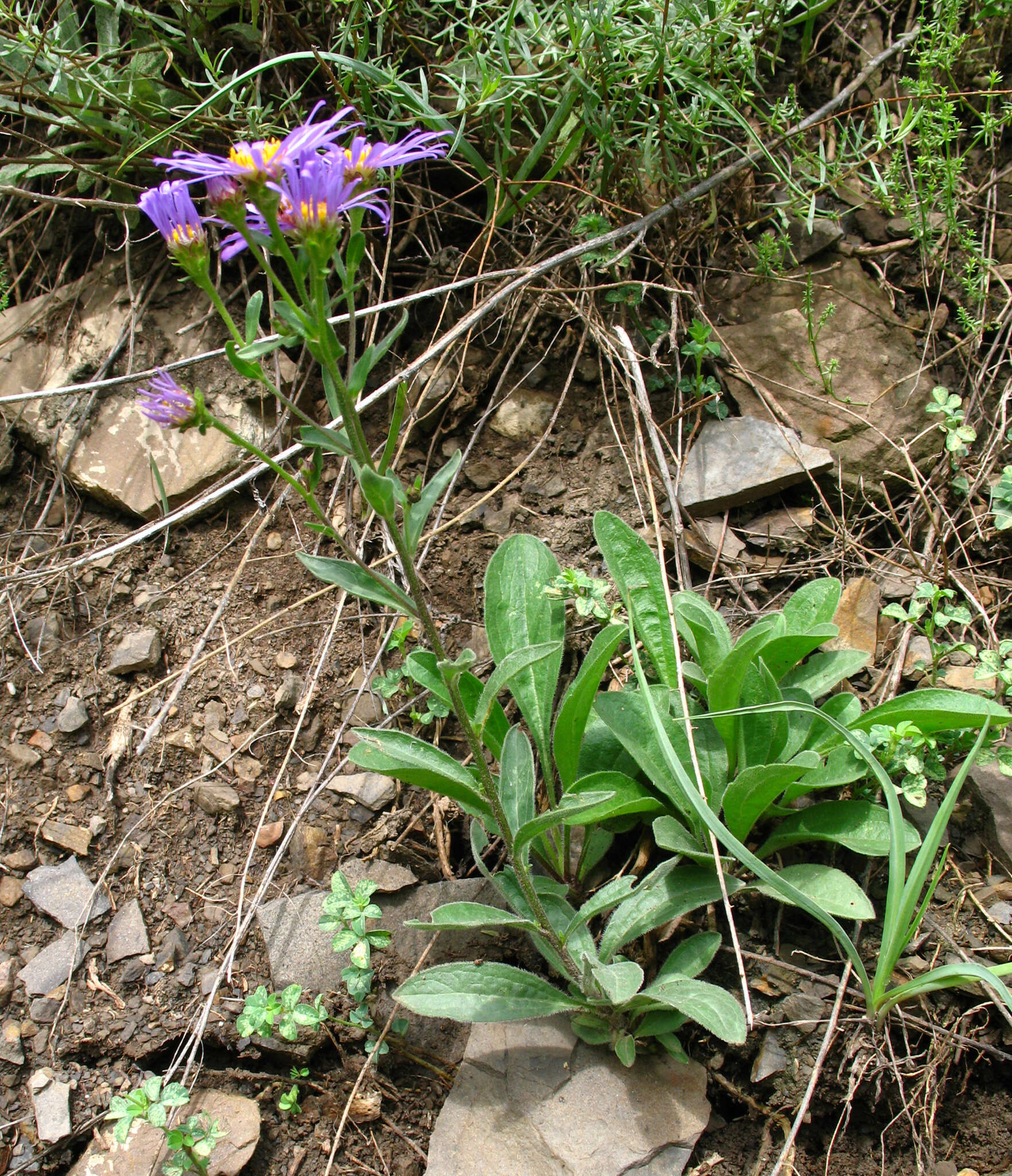 Plancia ëd Aster amellus subsp. bessarabicus (Rchb.) Soó