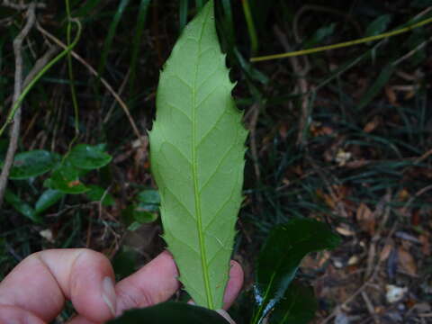 Image of Osmanthus marginatus (Champ. ex Benth.) Hemsl.