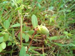 Image of Synostemon bacciformis (L.) G. L. Webster