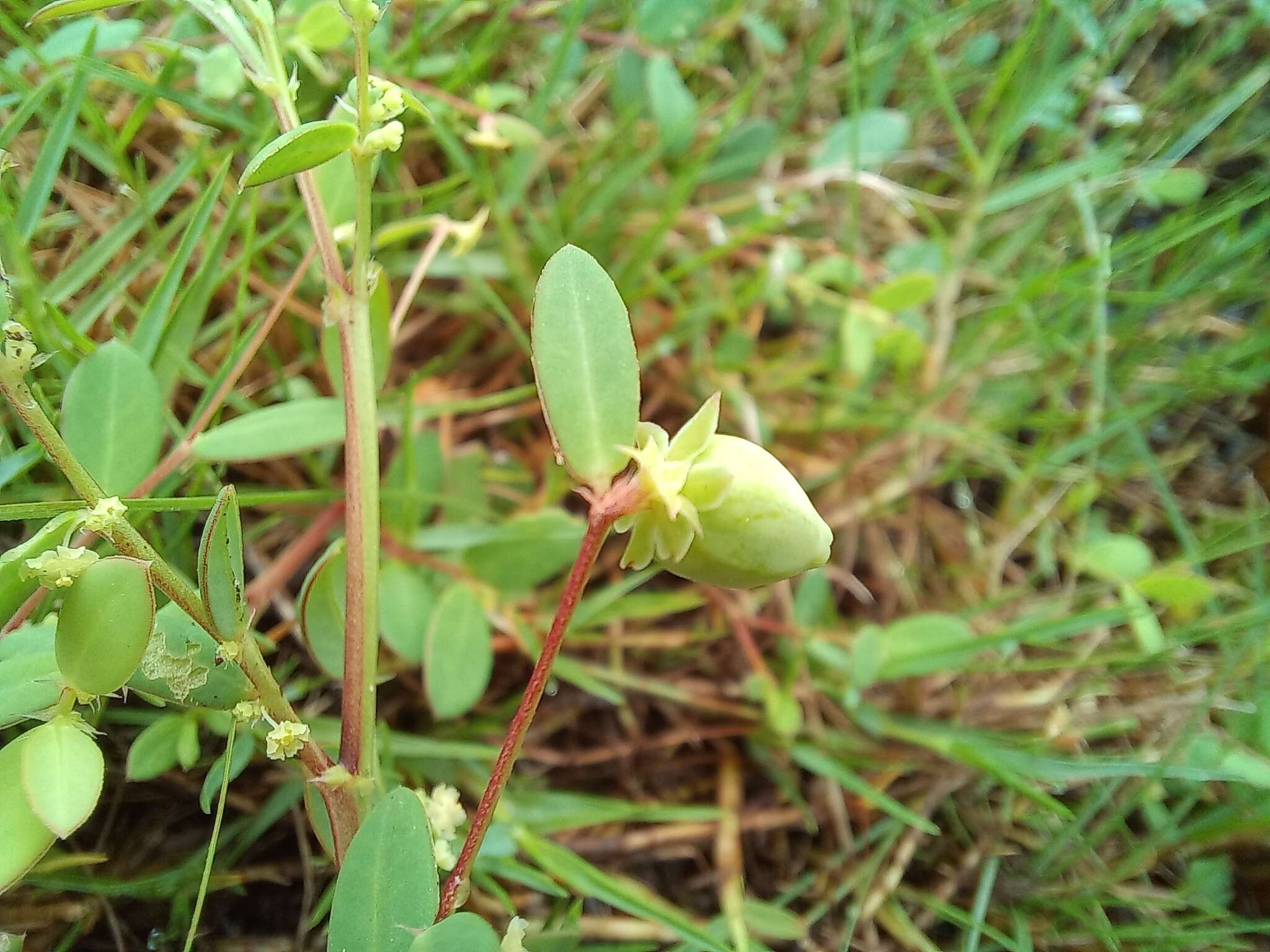 Image of Synostemon bacciformis (L.) G. L. Webster