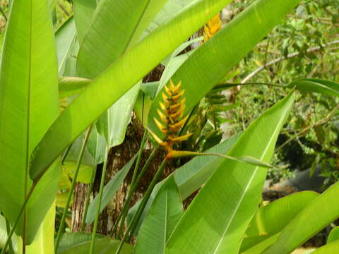 Image of Heliconia librata Griggs