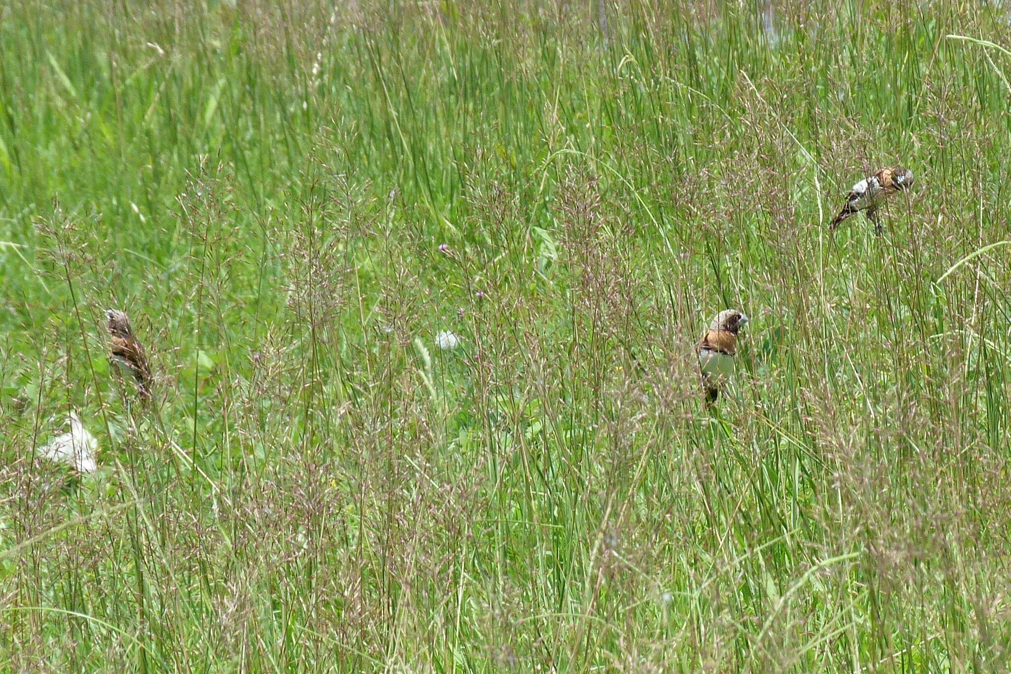 Image of Chestnut-breasted Mannikin