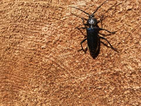 Image of Long-horned beetle