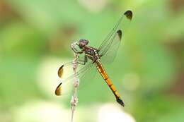 Image of Gray-waisted Skimmer