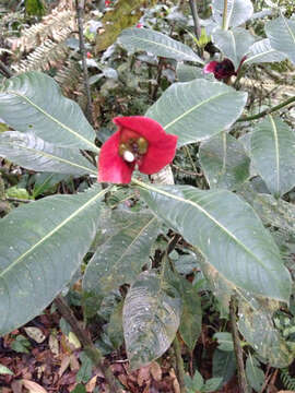 Palicourea elata (Sw.) Borhidi resmi