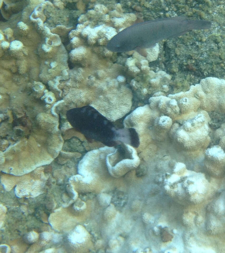 Image of Spectacled Parrotfish