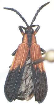 Image of Platocthispa championi (Baly 1885)