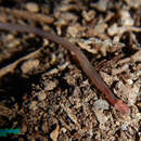 Image of Sindh Thread Snake