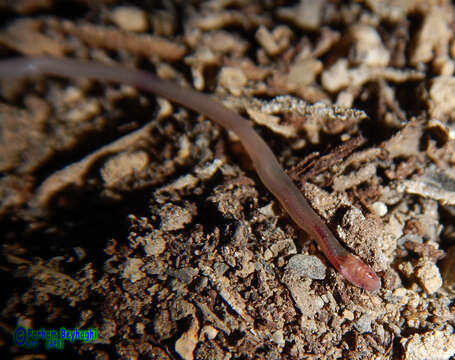 Image of Sindh Thread Snake