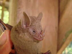 Image of dwarf little fruit bat