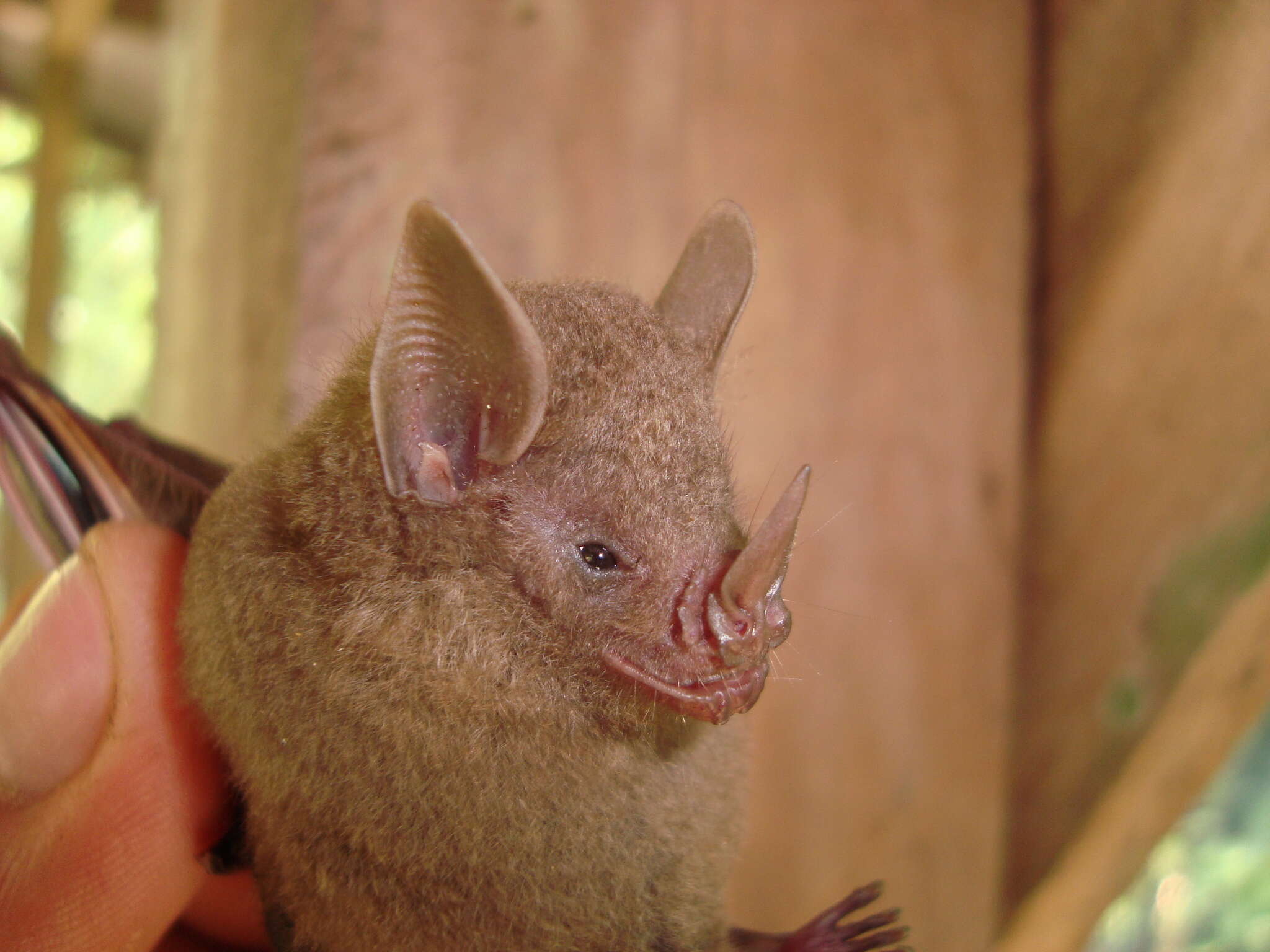 Image of dwarf little fruit bat