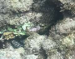 Image of Chain Moray Eel