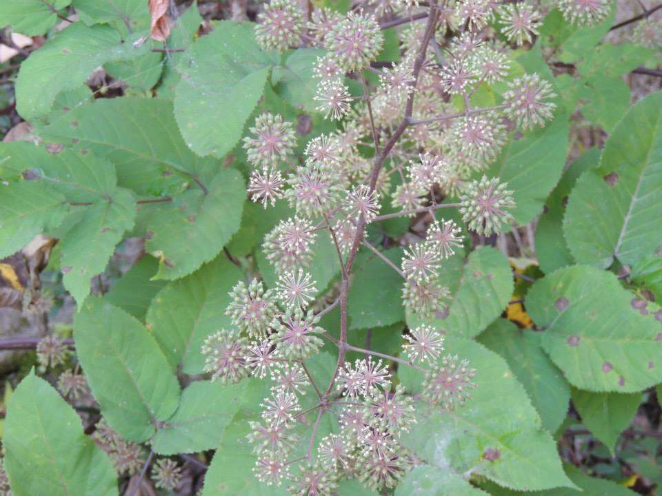 Image de Aralia continentalis Kitag.