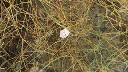 Image of soft bindweed